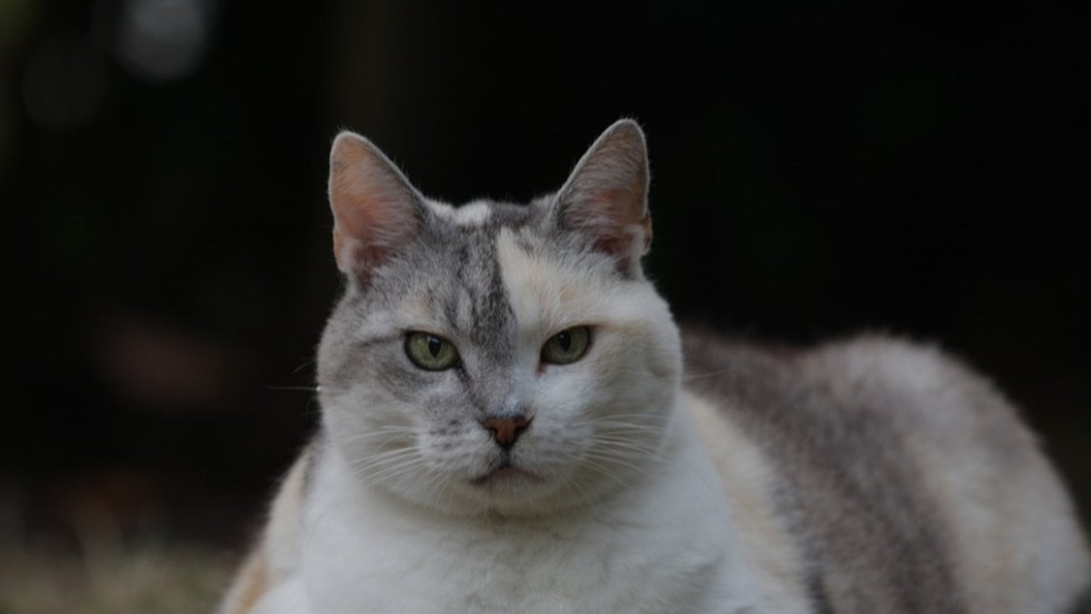 Katt kan orsaka böter