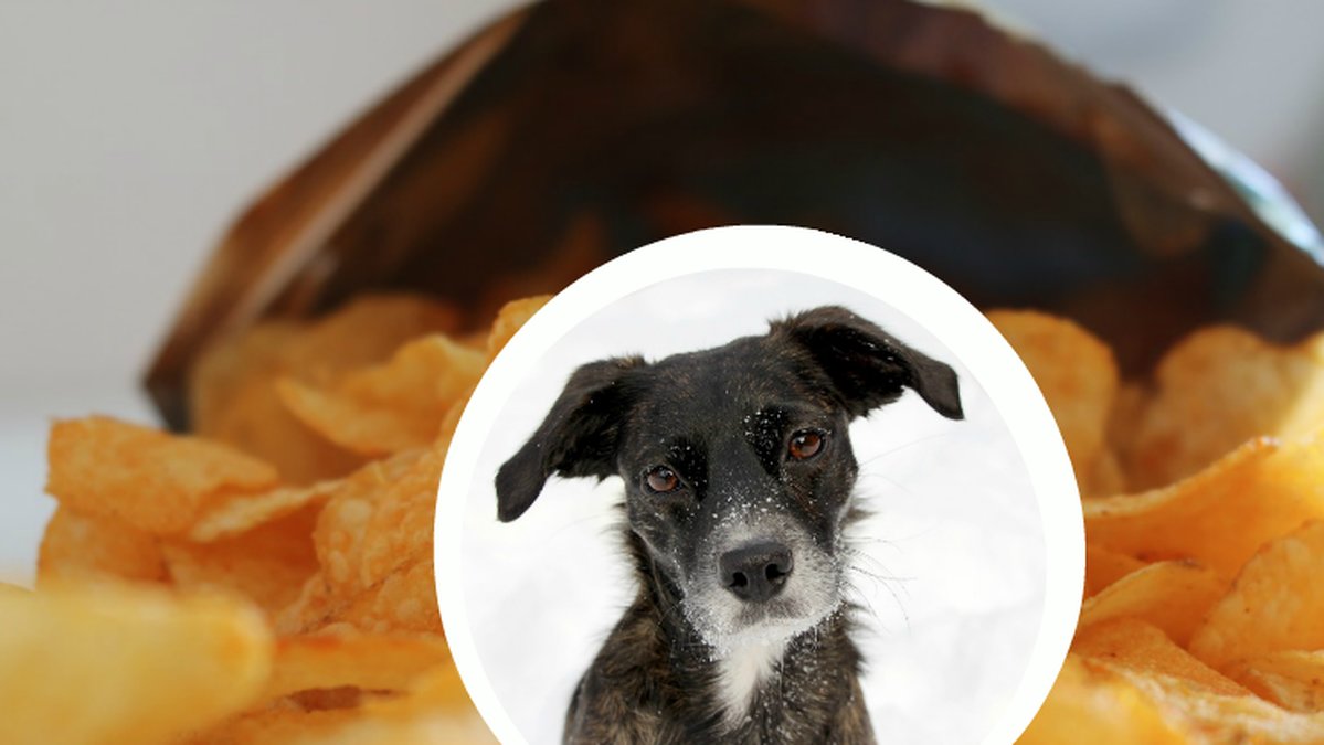 Öppnad chipspåse med en hund i mitten.
