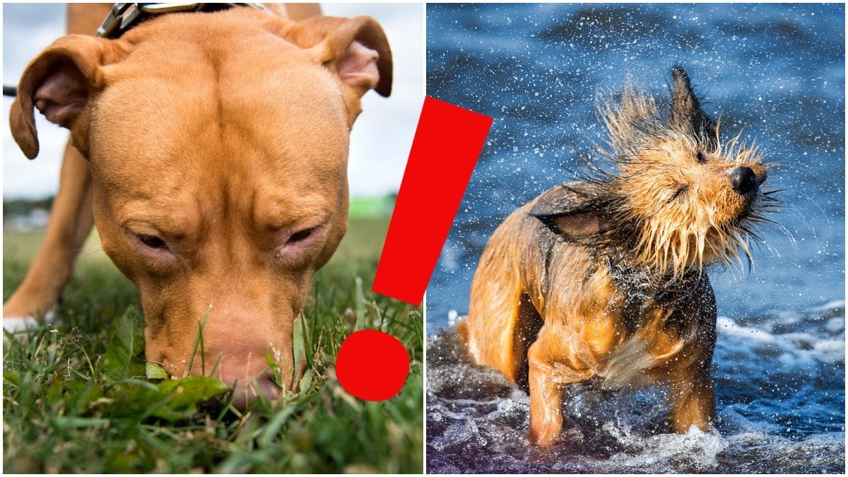 En hund som nosar i gräs och en liten hund som ruskar av sig vatten efter ett bad.