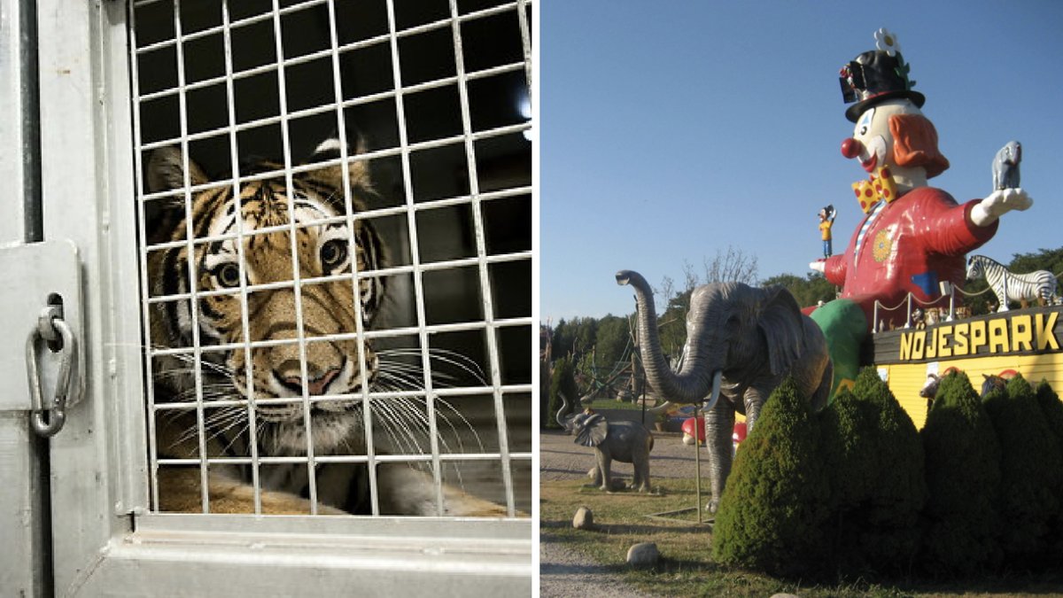 Det har varit flera allvarliga incidenter på Ölands djurpark.