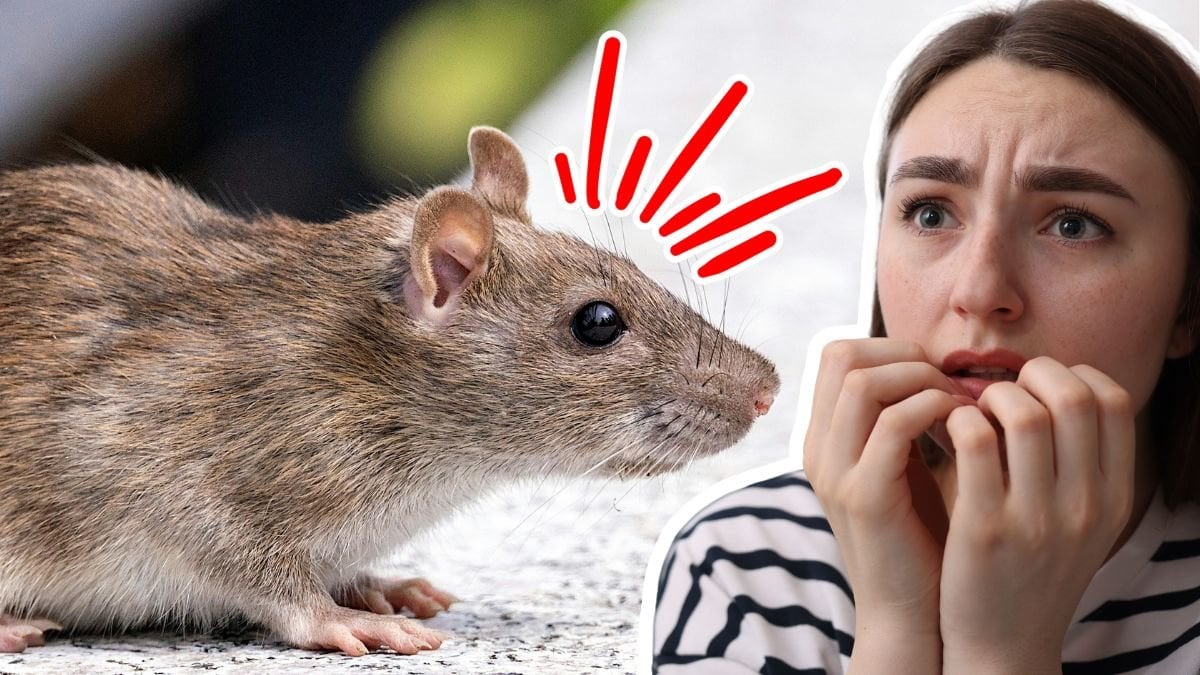 Råtta och orolig kvinna