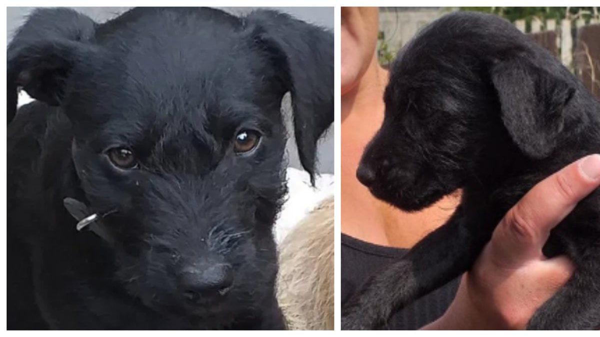 Hundvalpen Molly dog av hjärtattack – orsakad av fyrverkerier.