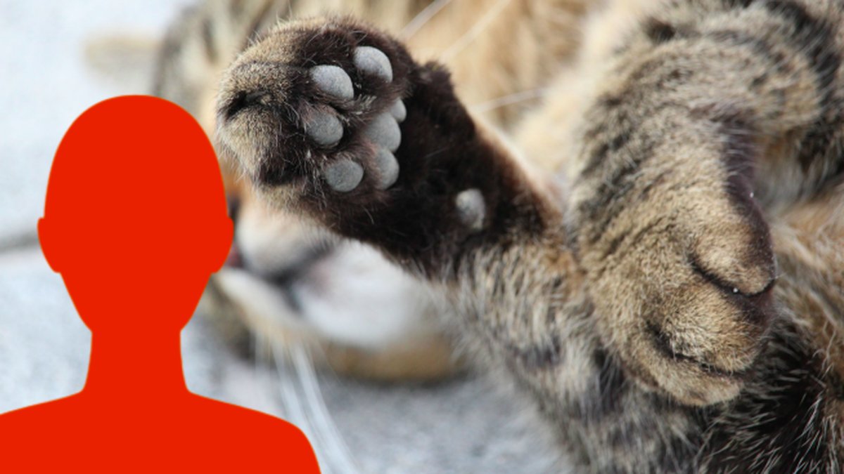 Katter-misstanks-stuckna-i-ogonen