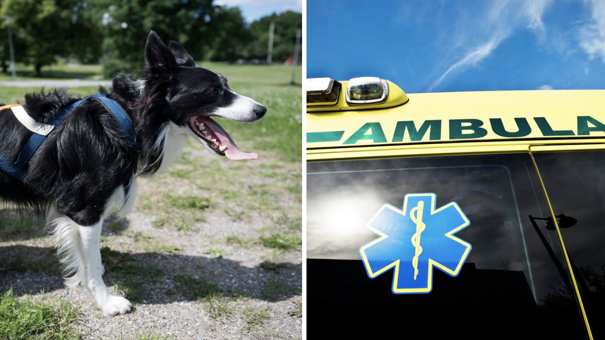 En hund kan avlivas om ingen vill ta över den. Genrebilder. 