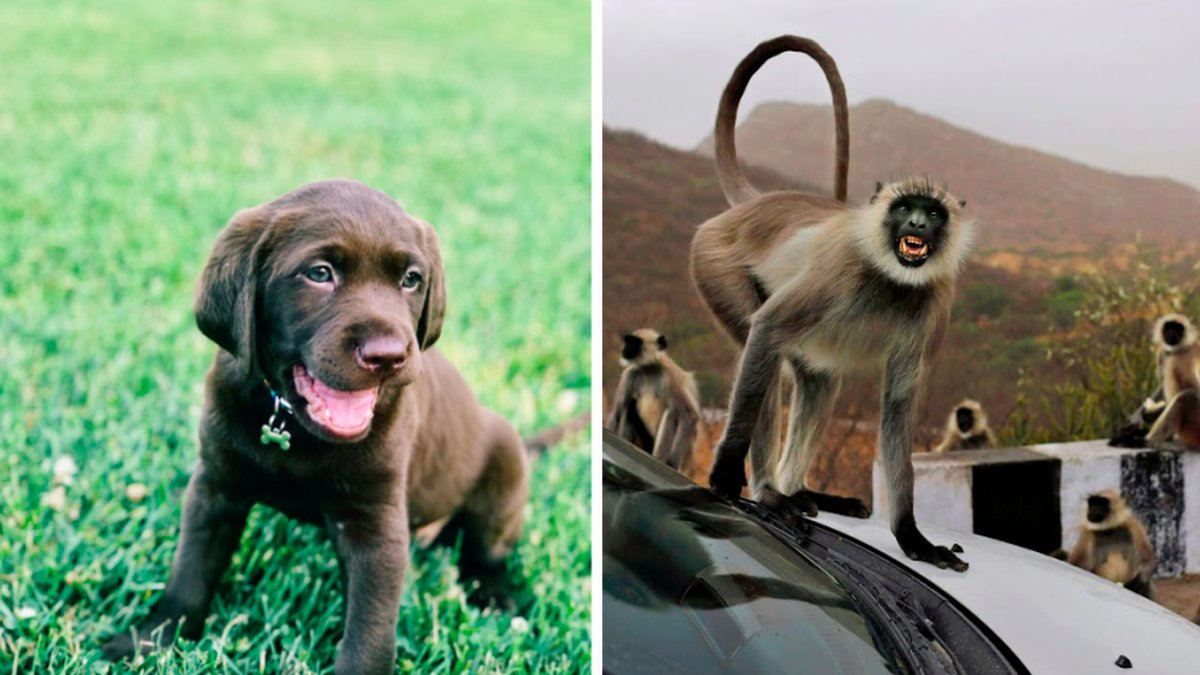 250 hundvalpar har kastats från hög höjd av apor.