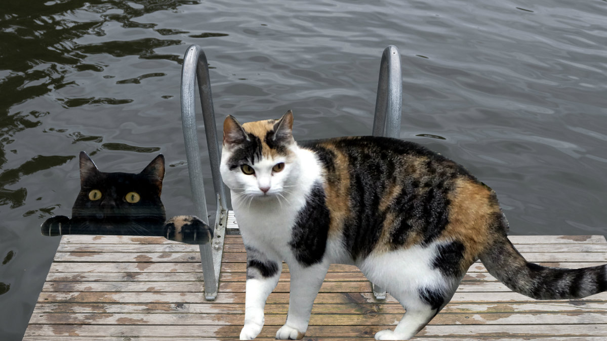 Katter tycker inte om vatten speciellt mycket