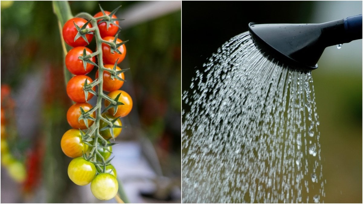Guldvatten är enligt tomatodlaren Johanna Gilljam utmärkt att vattna tomater med.