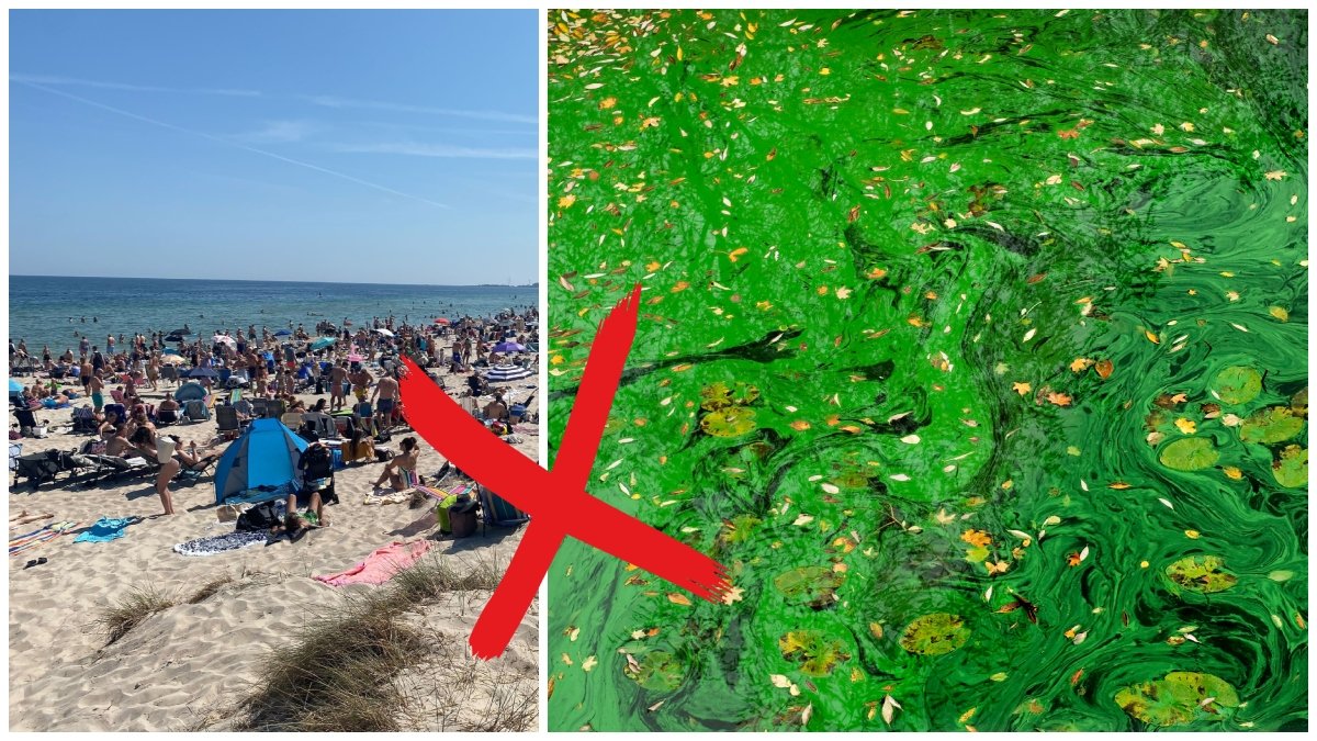 Algblomningen tycks dra in vid flera populära kustremsor.