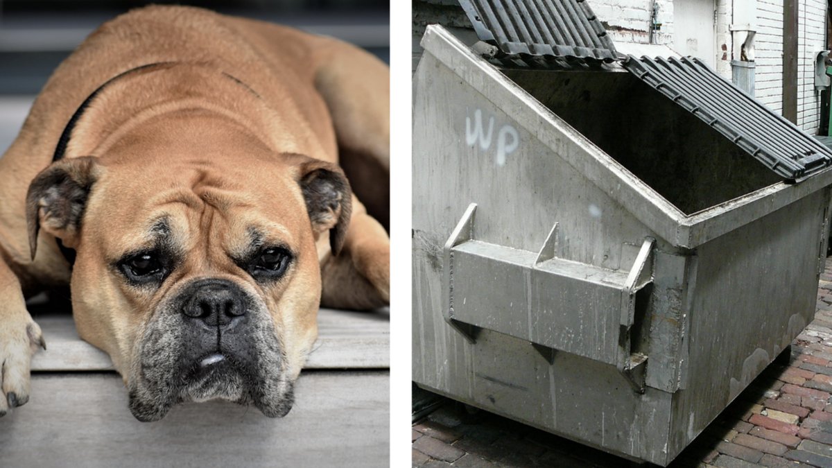 Hunden-Luna-torterades-i tre-dagar