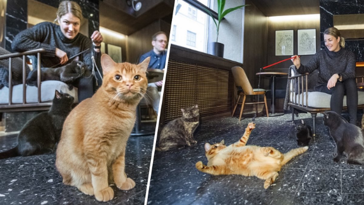 Kattkafé