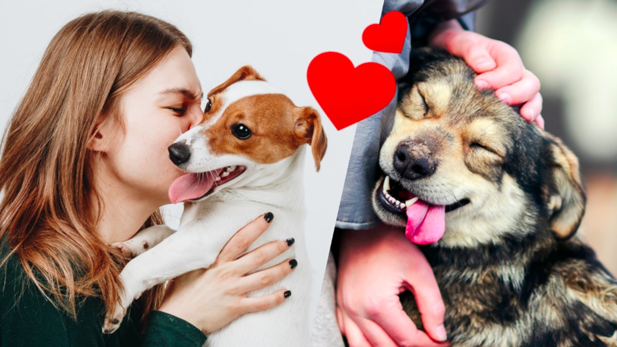 Tecken-pa-att-din-hund-tror-att-du-ar-dens-foralder