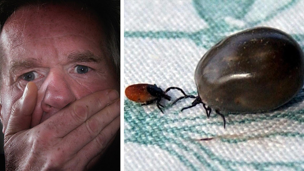 Det kan bli mer fästingar i sommar än förra året