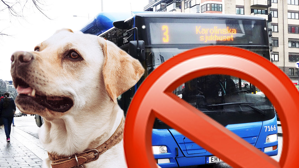 För varmt för att åka med djur på bussar