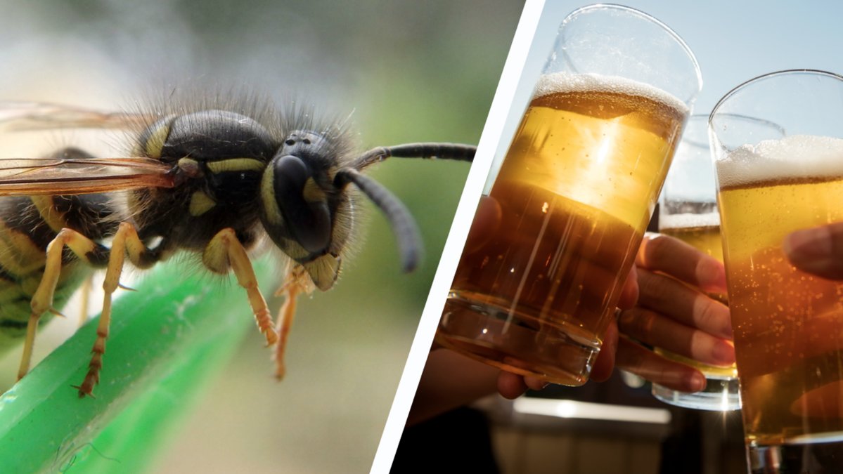 Getingar blir mer irriterade om de får i sig alkohol