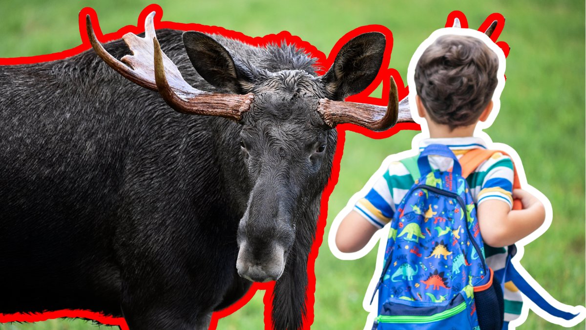 Älg till vänster. Ett barn med en ryggsäck bakfrån utklippt till höger.