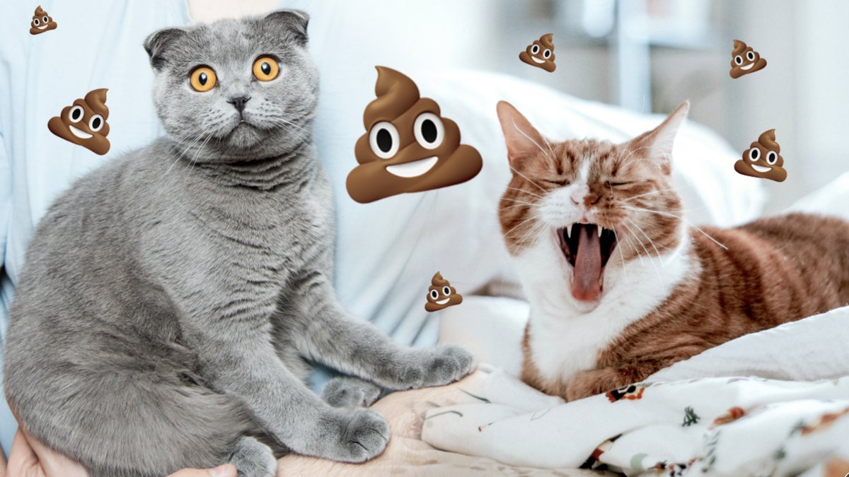 Därför gömmer katter sitt bajs. 