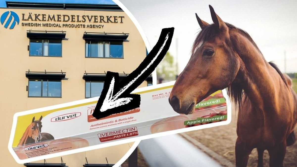 Läkemedelsverkets kontor, den förfalskade Ivermektin-medicinen och en häst
