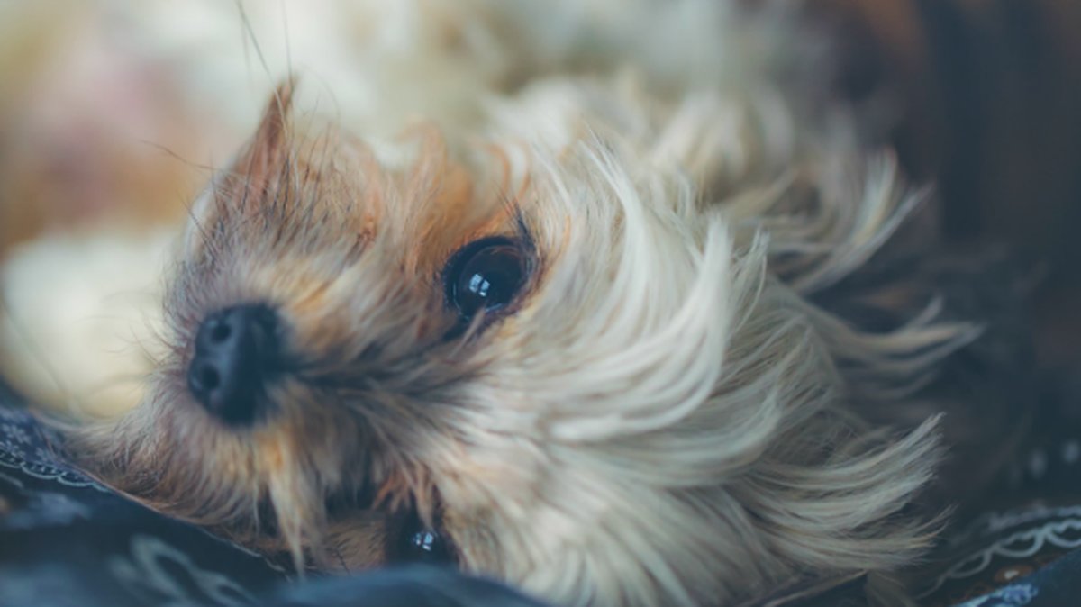 Din hund älskar verkligen dig!