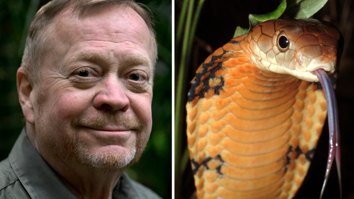 Skansen-Jonas berättar om kobrans flykt.