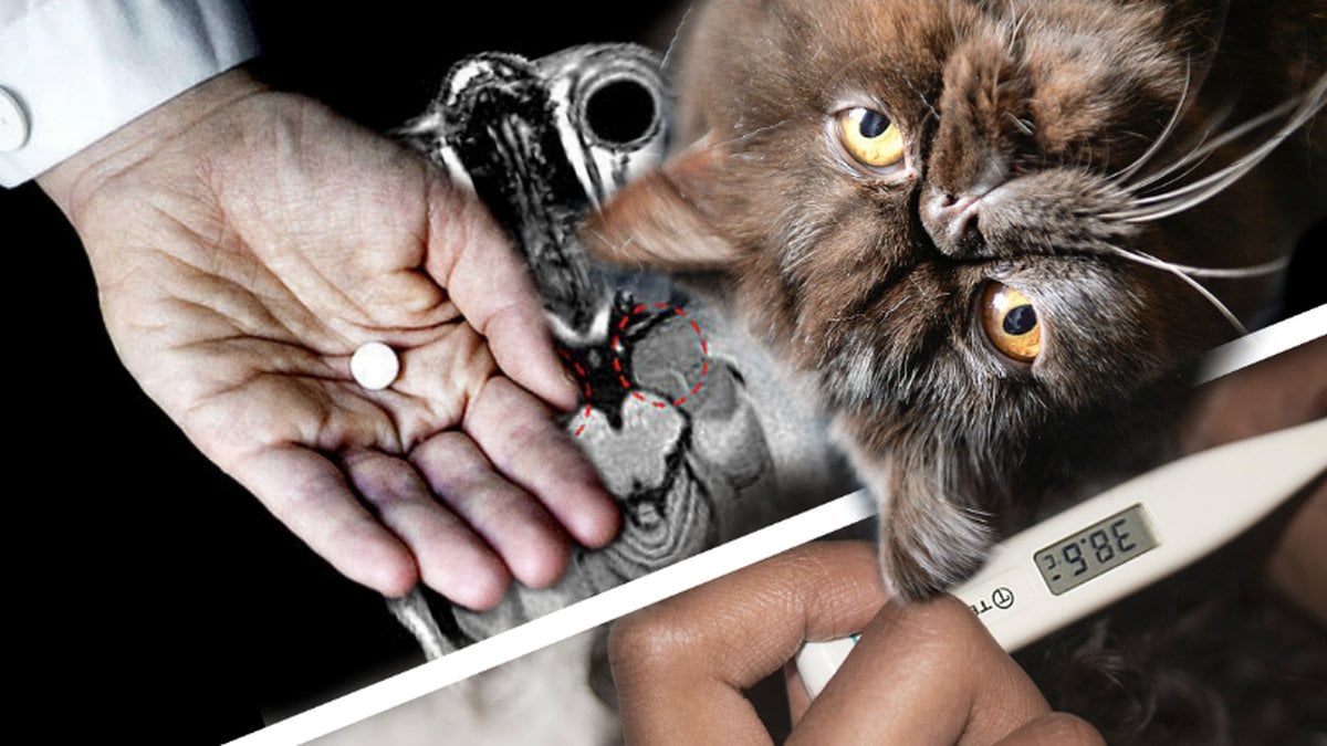 Katter kan ge människor toxoplasmos