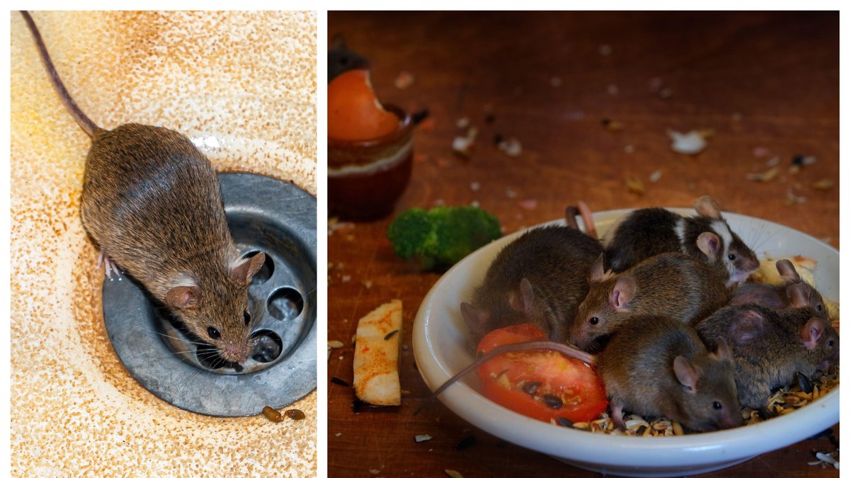 Kvinnan som vägrat åtgärda invasionen bötfälls nu.