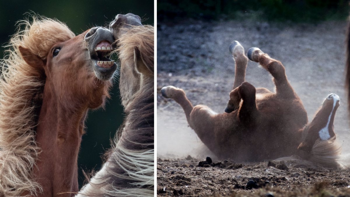 Islandshästar/Genrebilder