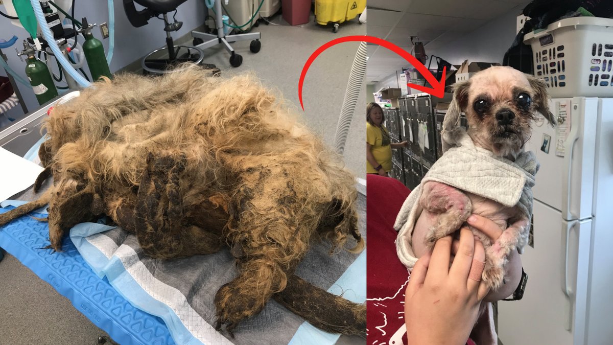 Hunden-glomdes-bort-nar-agarna-dog