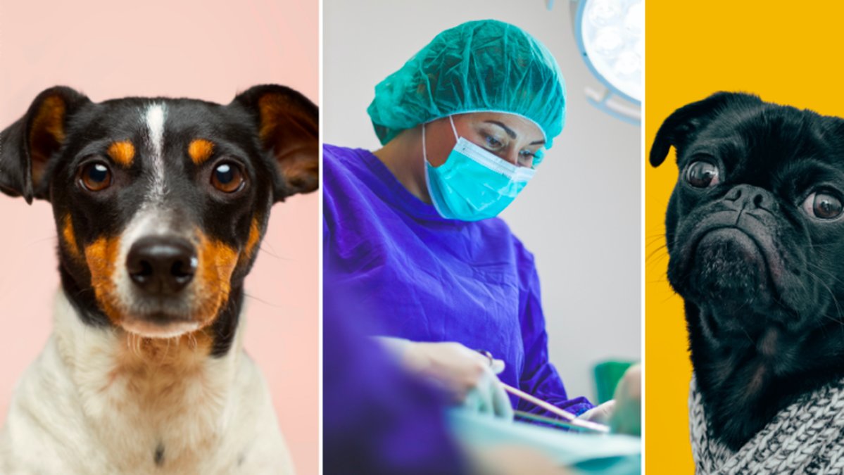 Vilken hund skulle du inte skaffa av hälsoskäl?