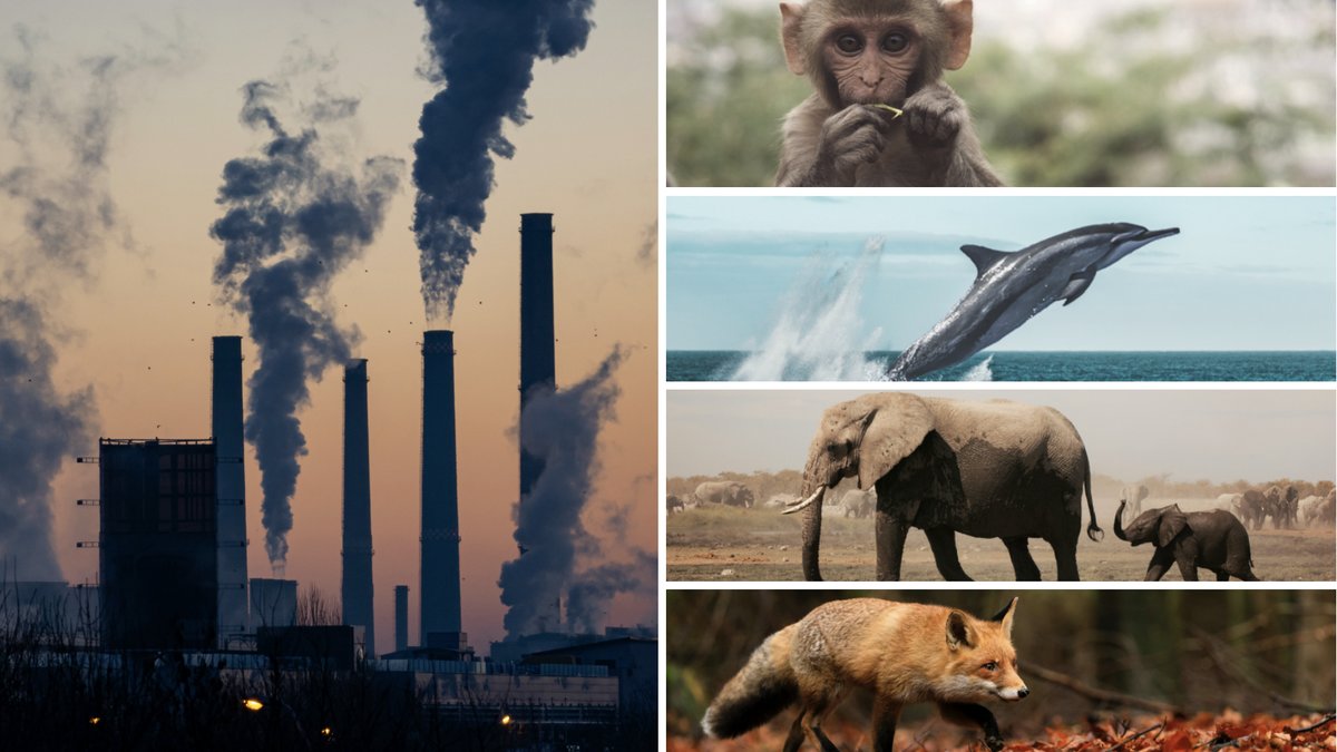 WWF rapport