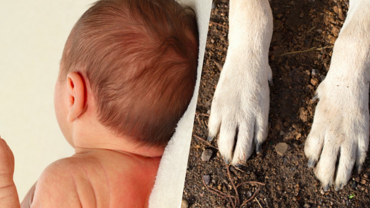 Bebis-pa-12 dagar-dodad-av-hund