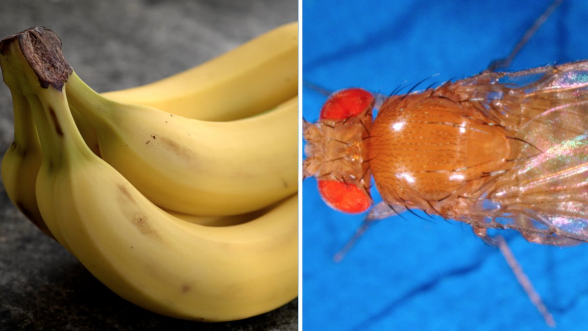 Under hösten trivs och kalasar bananflugorna i de svenska hushållen.
