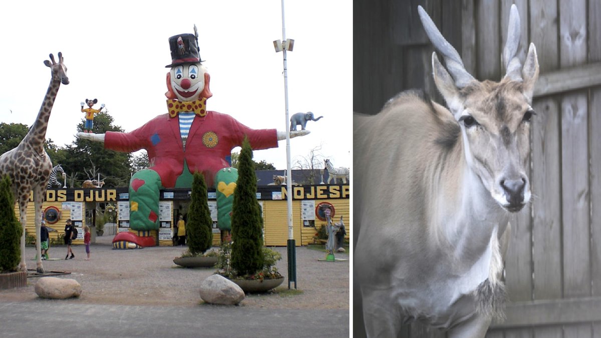 En anställd stångades ihjäl av en antilop på Ölands djurpark i somras. Genrebilder.