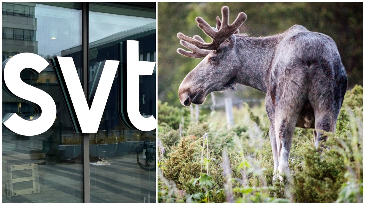 Den stora älgvandringen sändes för första gången år 2019.