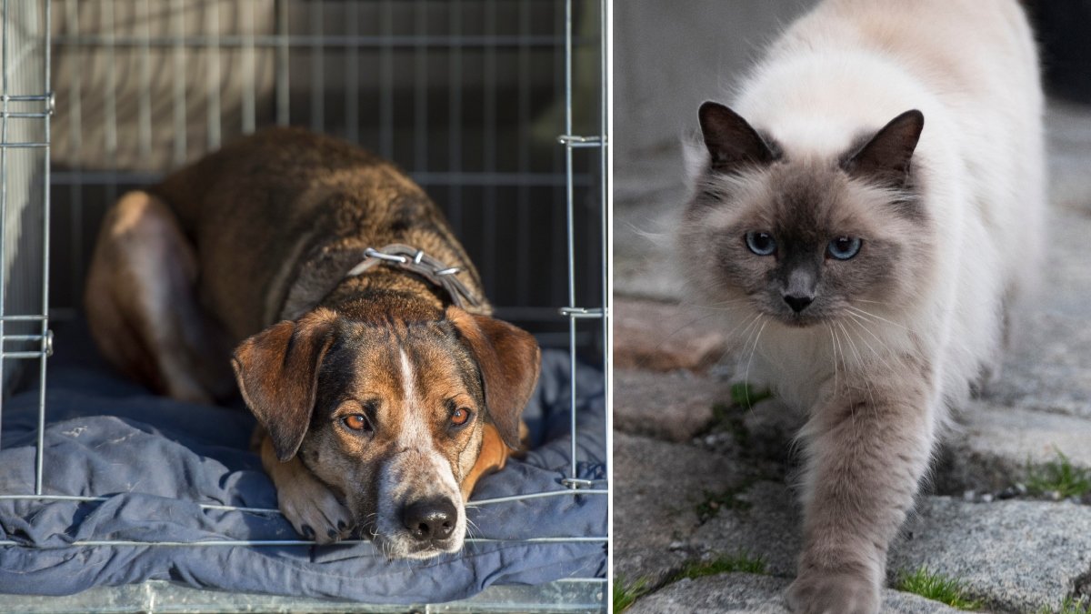 En hund i en transportbur i bagageutrymmet på en bil och en katt vandrandes i stadsmiljö.