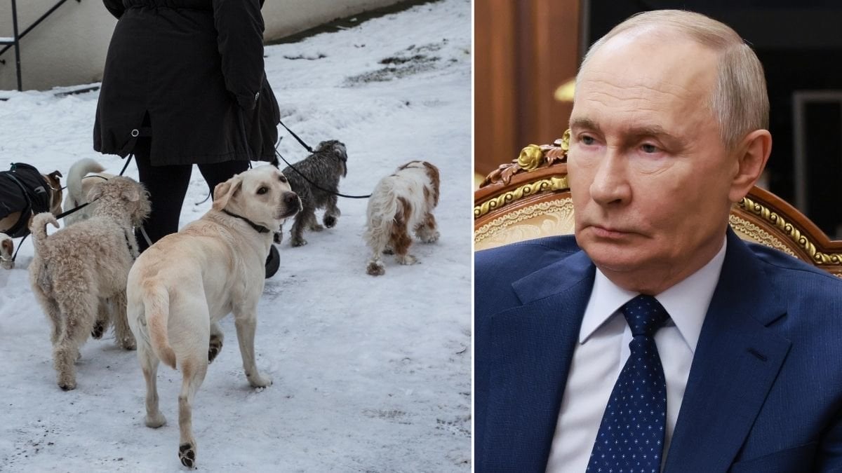 Uppgifter: Putins spioner testade ljudvapen på hundar.
