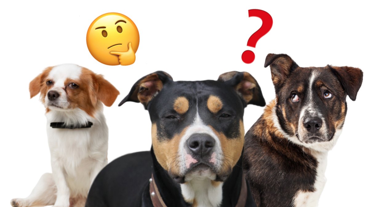 Darfor-blir-din-hund-svartsjuk