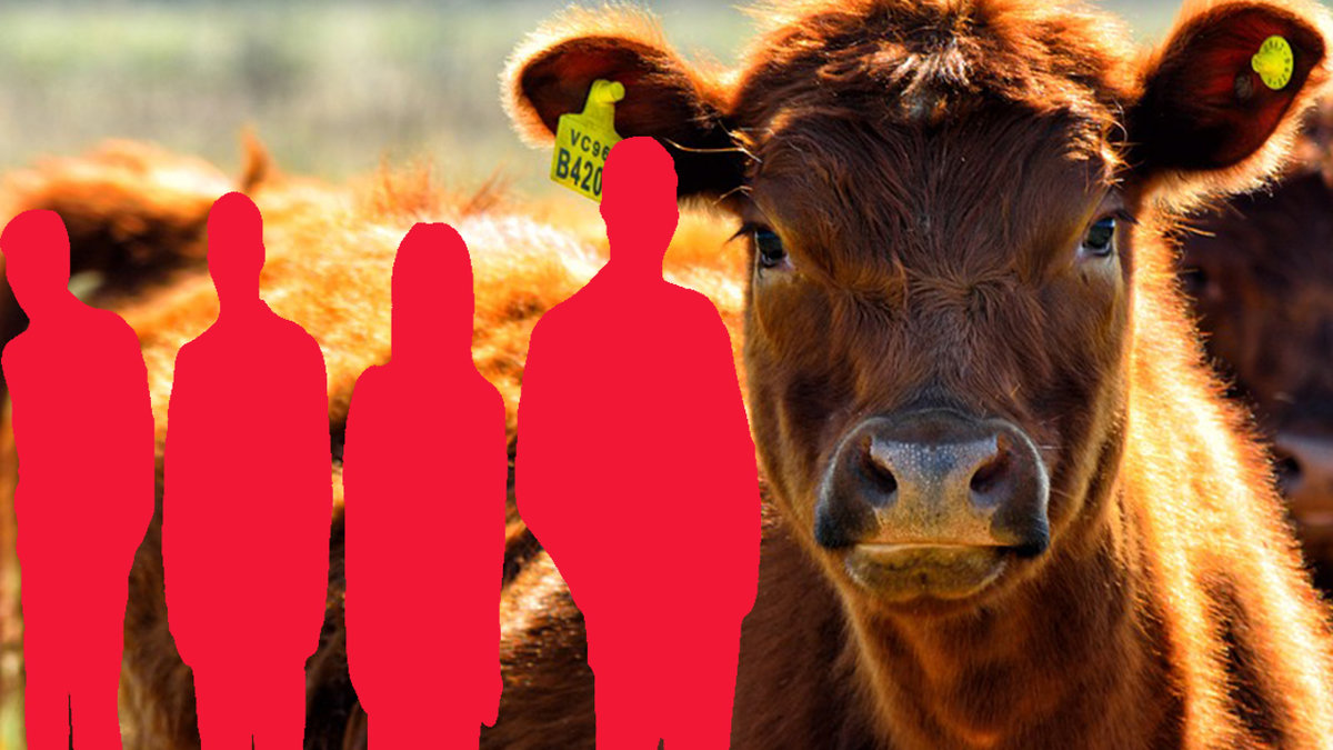 Kompisgäng högg av levande kos ben.