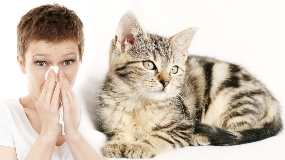 Nytt vaccin kan bota din kattallergi!