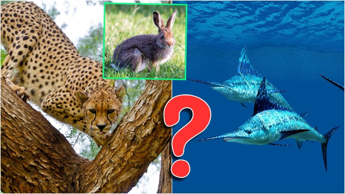 Gepard, hare och marlin-fisk.