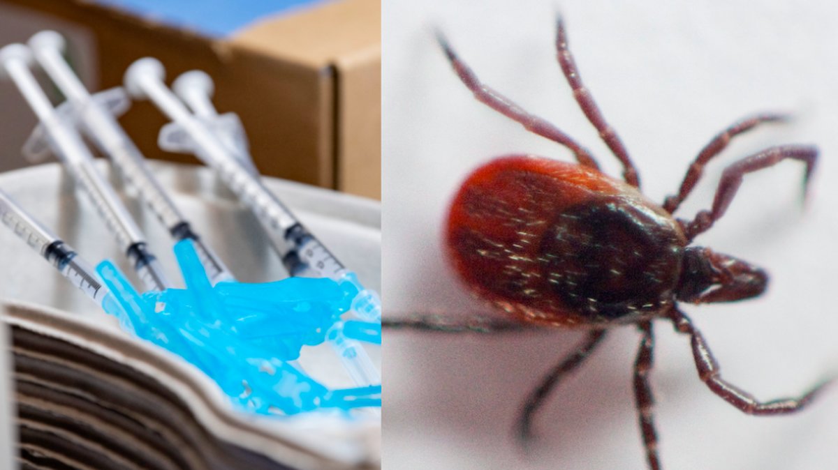 Här är första vaccinet mot borrelia – ska testas i Sverige 
