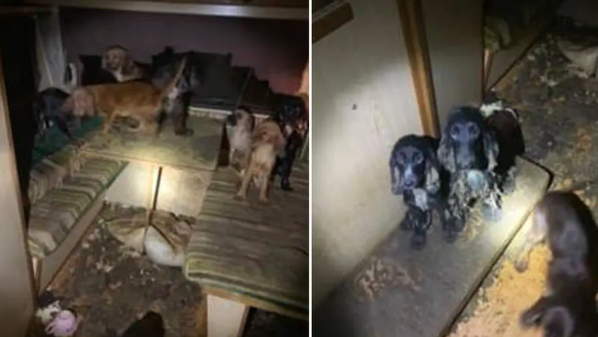 80 hundar vanvårdades av en man och kvinna i Ljusdal.