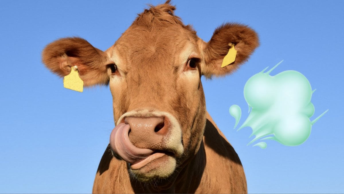 Ny-innovation-kan-kontrollera-kossornas-gaser