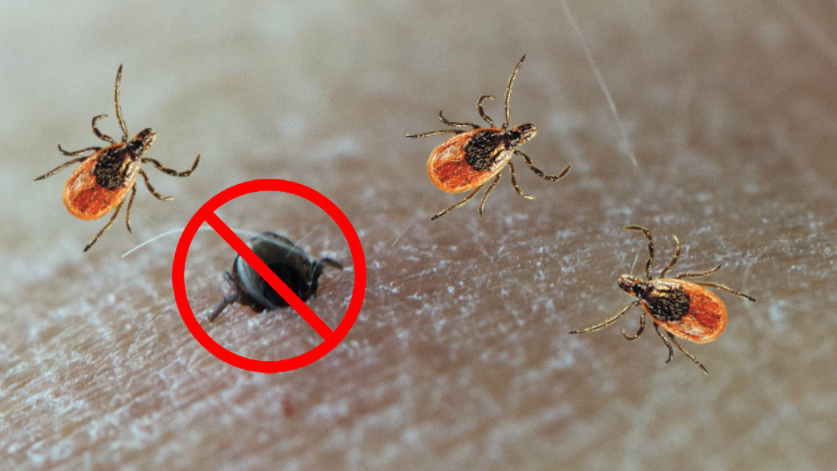 Fästingar kan smitta människan med TBE och borrelia.