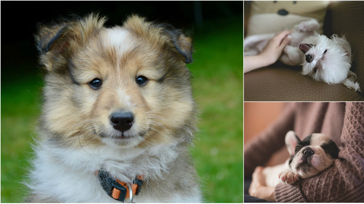 En lista över de populäraste hundnamnen 2017 har släppt.
