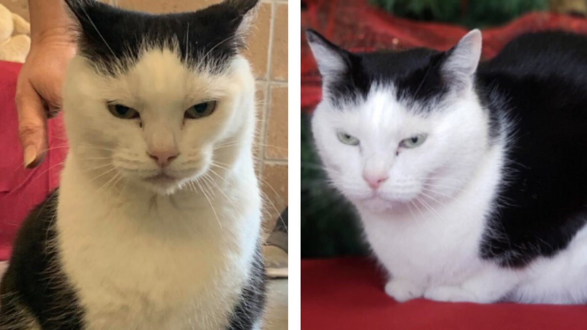 Varldens-varsta-katt-soker-nytt-hem