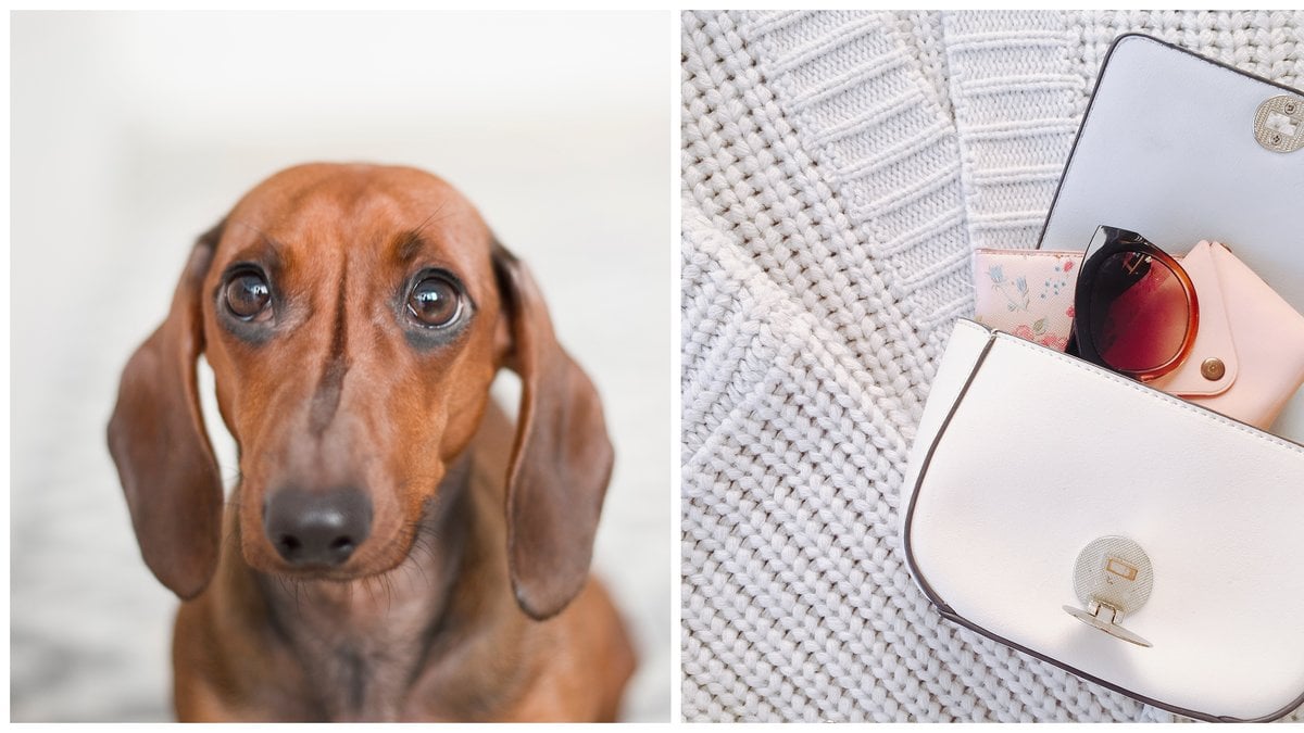 Grejerna i din handväska som kan vara livsfarliga för din hund