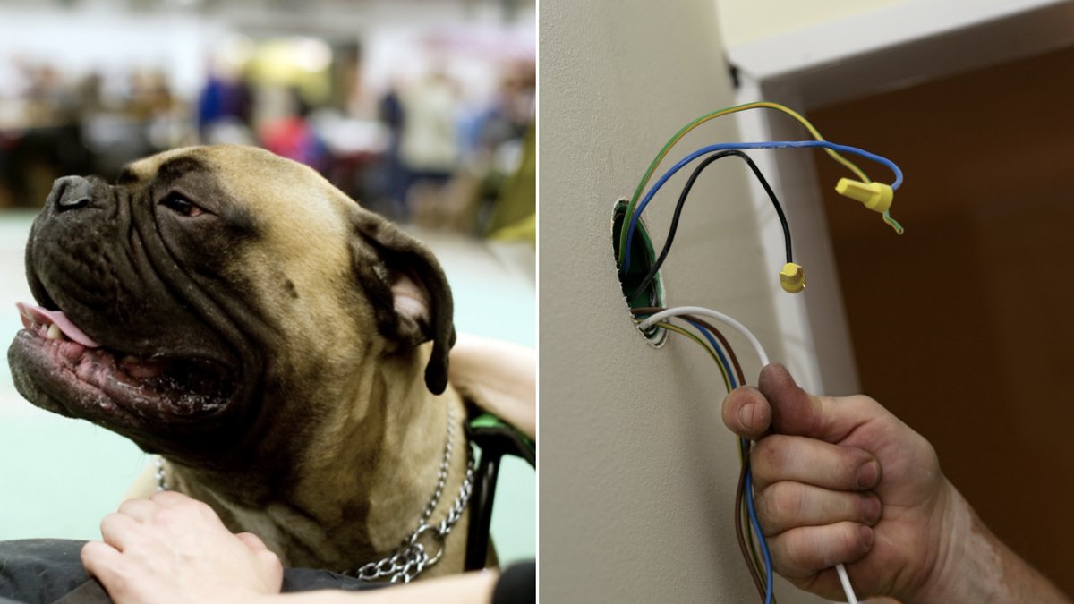 En hantverkare blev biten i ansiktet av en hund. Genrebilder.