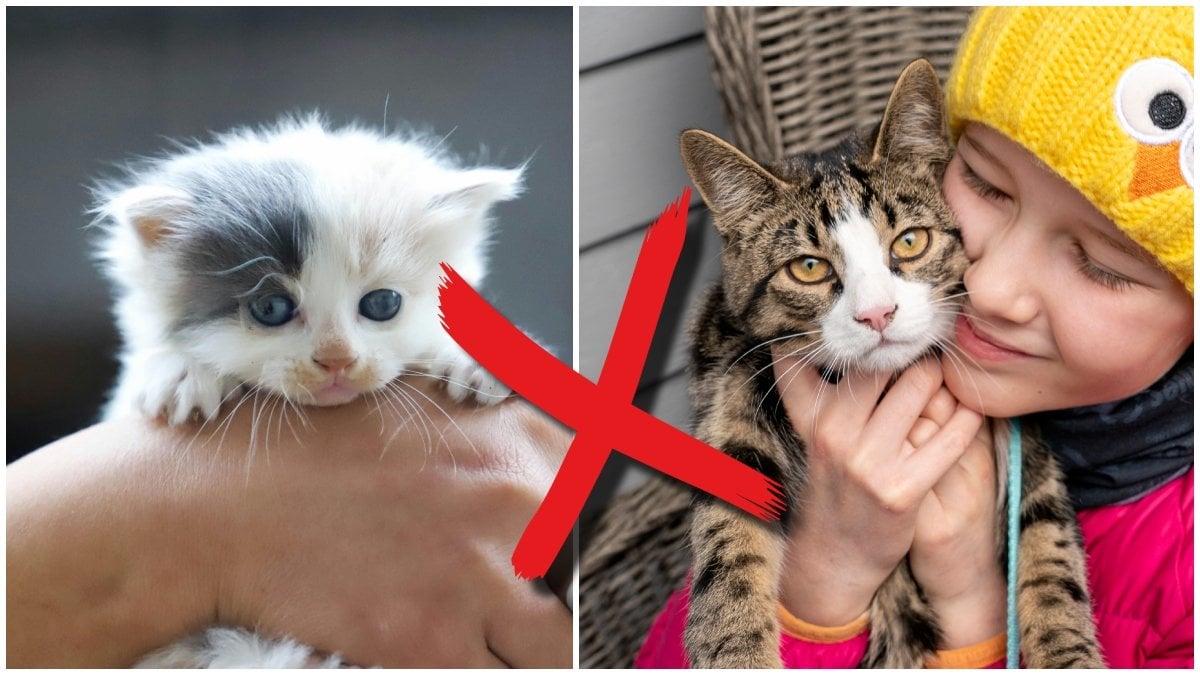 Katter förbjuds i kommunens nybyggen. 