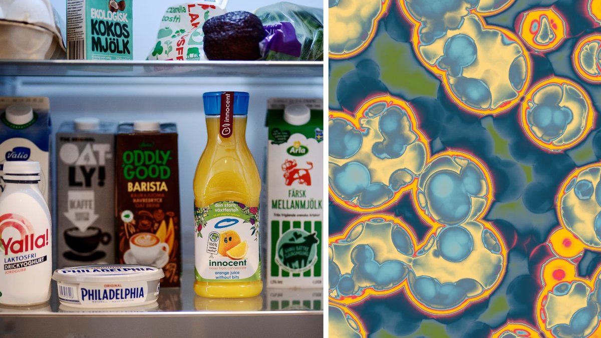 Kylskåp med mat i och bakterier.