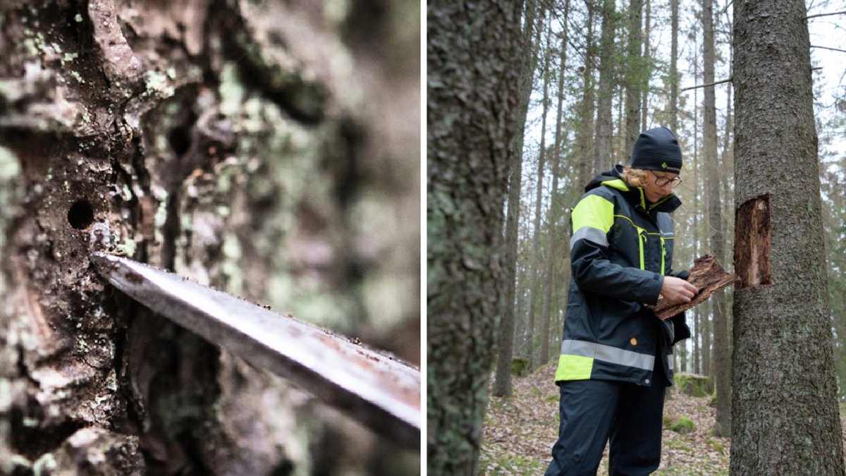 Om man hittar ett hål i barken, kan det avslöja att trädet angripits av granbarkborre. 